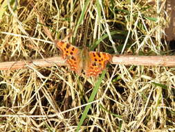 Image of Comma