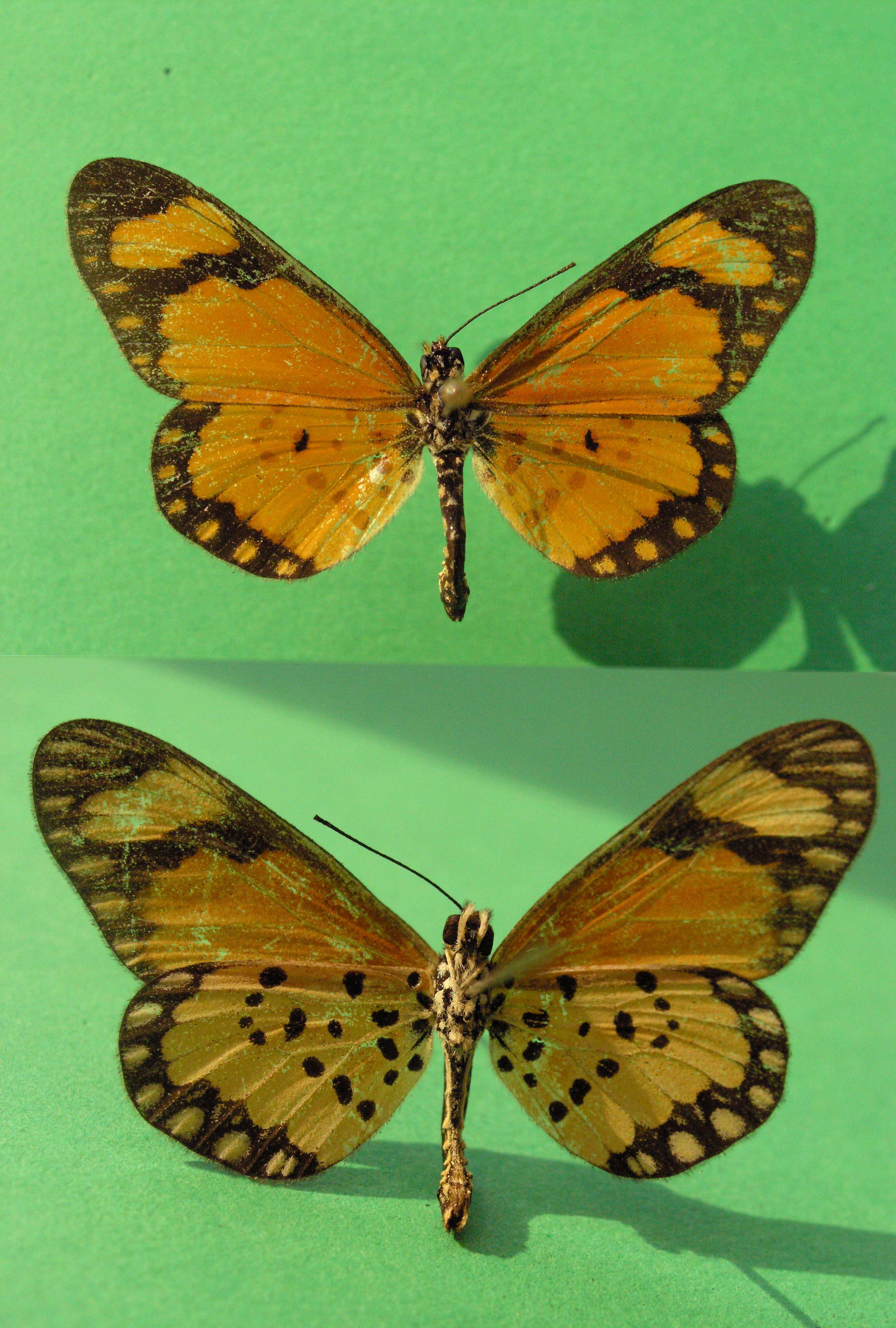 Image of Acraea eponina Cramer 1780