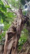 Image of Bark Cloth Fig