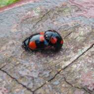 Adalia bipunctata (Linnaeus 1758) resmi