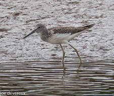 Image of Common Greenshank