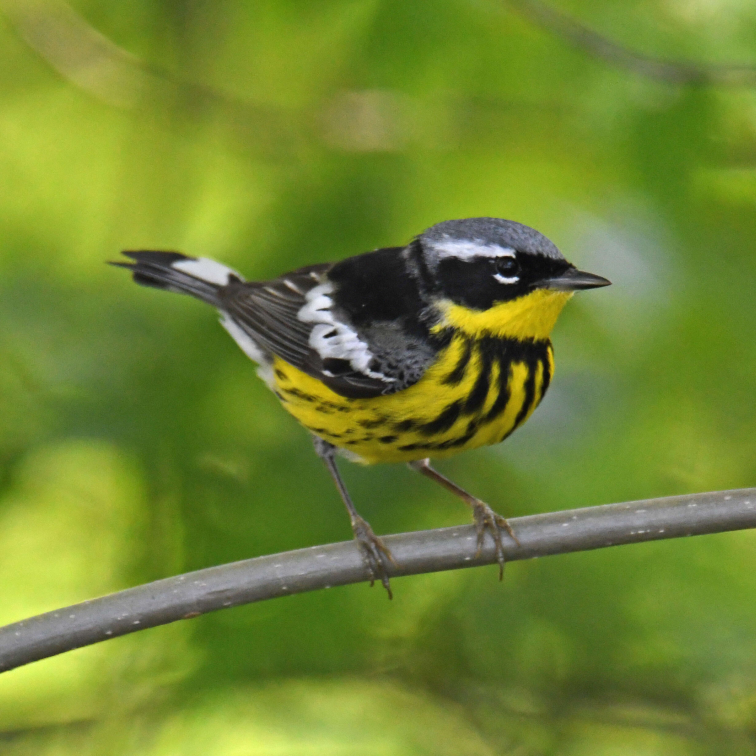 Image of Magnolia Warbler