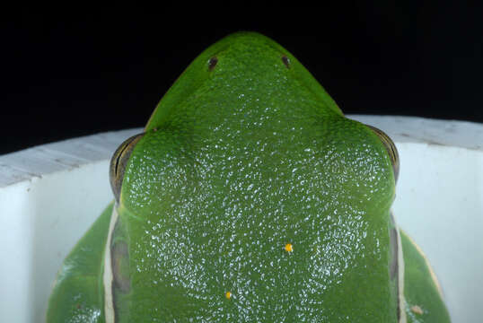 Image of American Green Treefrog