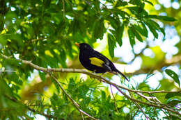 Image of Black-and-gold Cotinga