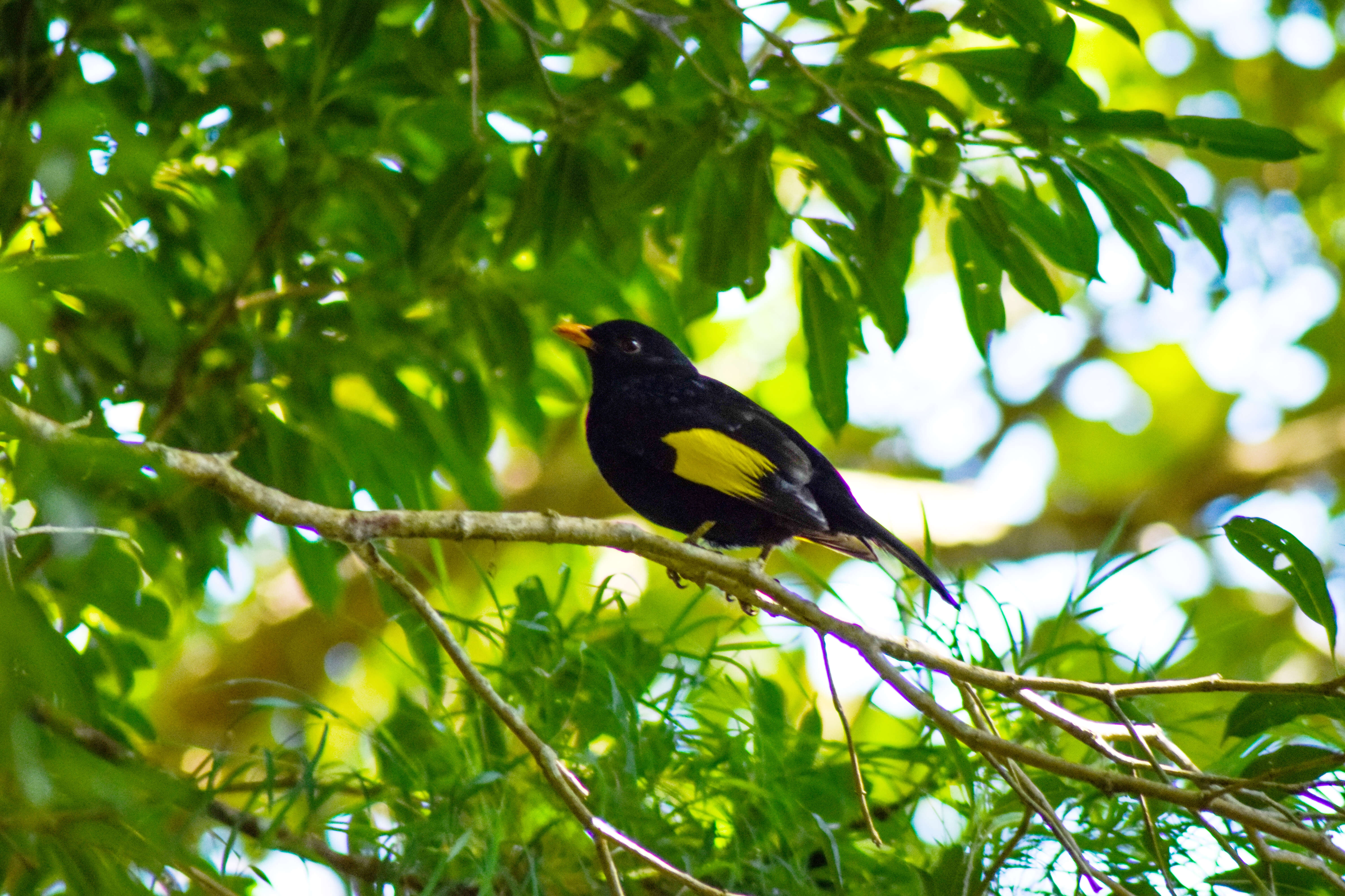 Image of Black-and-gold Cotinga