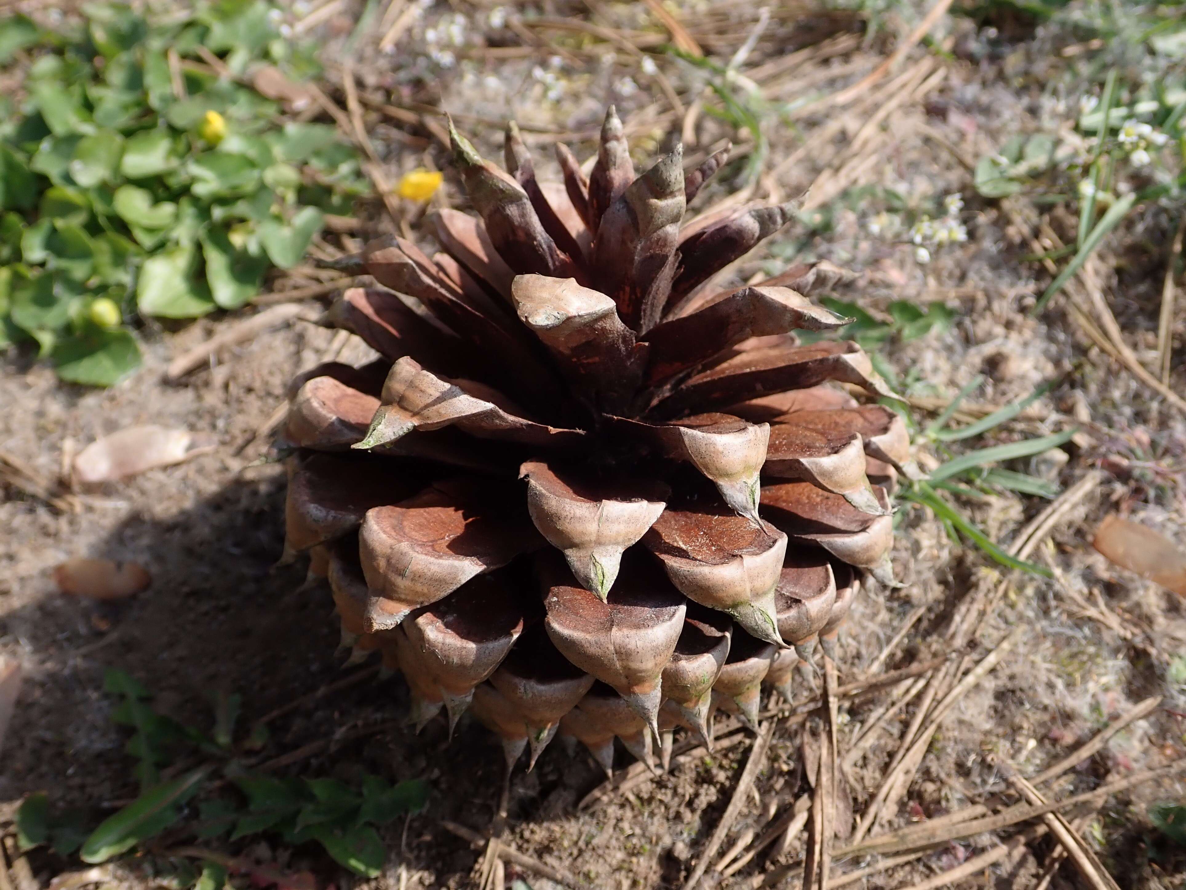 Image of Hickory Pine