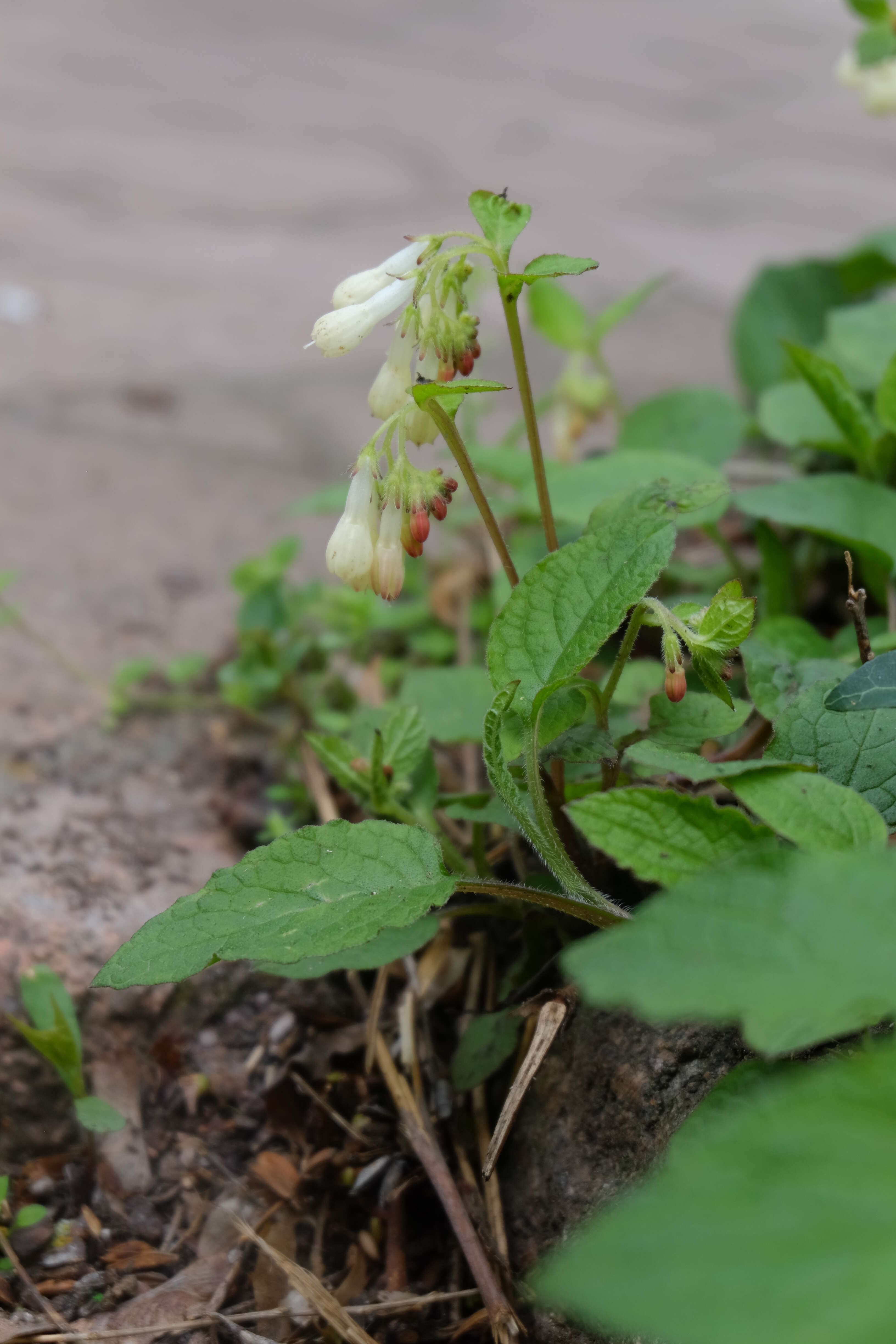 Image of Symphytum grandiflorum DC.