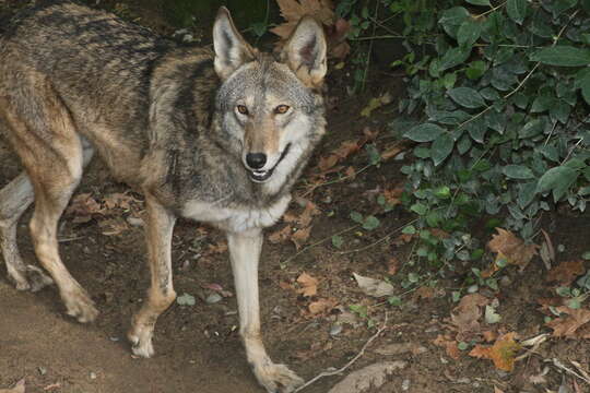 Image of Red wolf