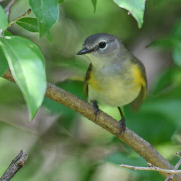 Image of American Redstart