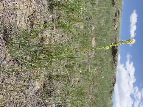 Image of foothill deathcamas