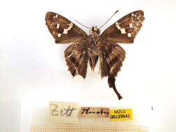 Image of Long-tailed Skipper