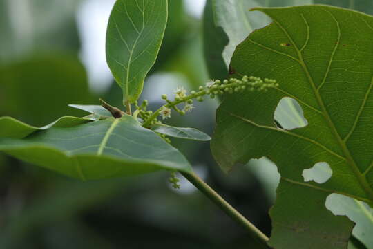 Image of tropical-almond