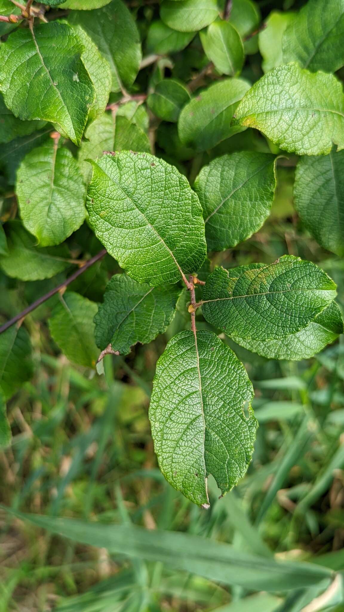 Image of goat willow