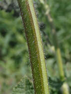 Imagem de Salvia pratensis L.