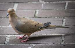 Image of American Mourning Dove