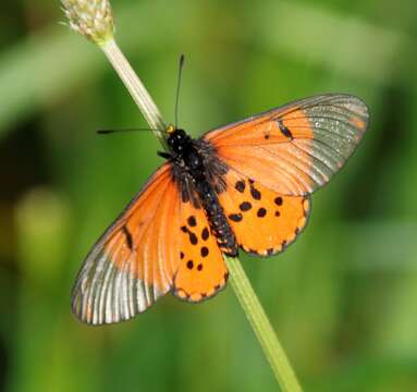 Image of Acraea horta Linnaeus 1764