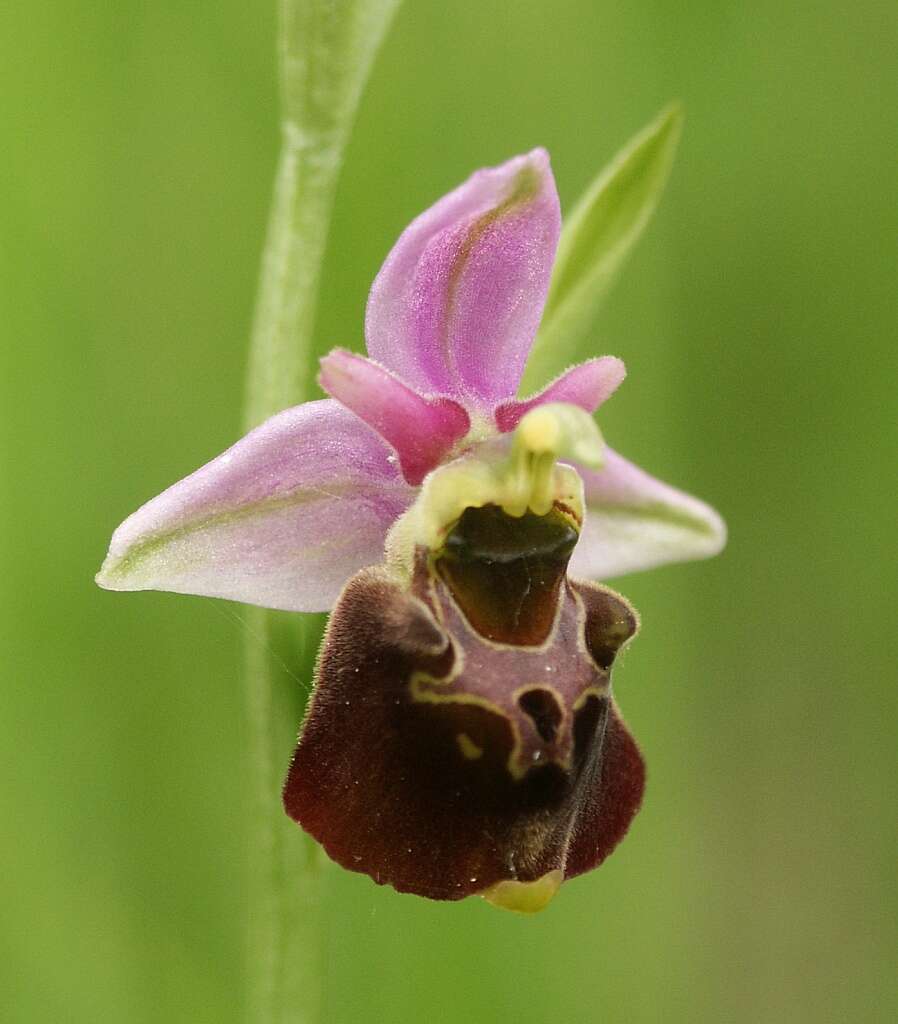 Image of Ophrys holosericea