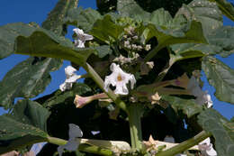 Image of Rogeria longiflora (Royen) J. Gay