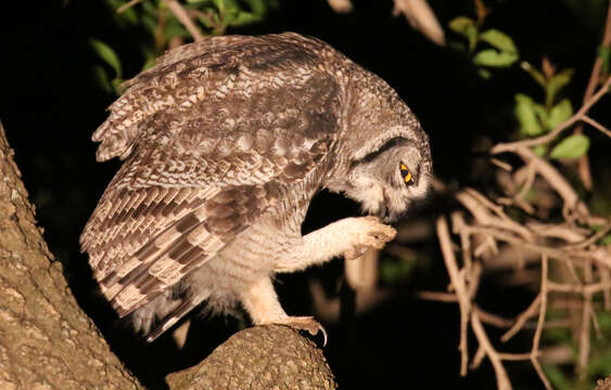 Image of Spotted Eagle-Owl