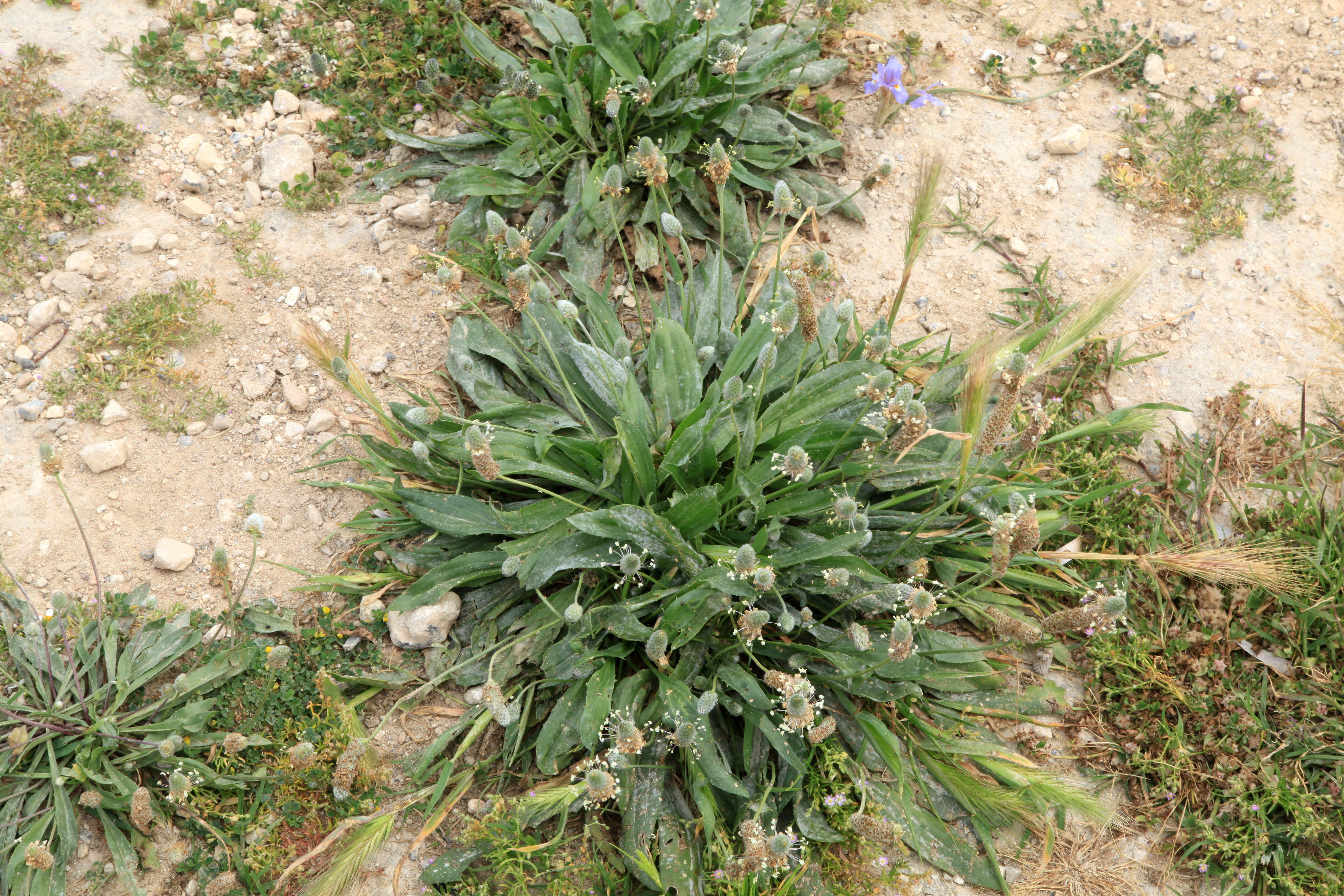 Image of Hare's-foot Plantain