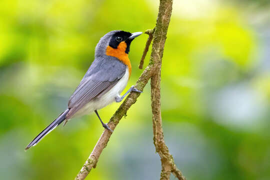 Image of Spectacled Monarch