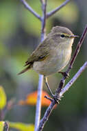 Image of Common Chiffchaff