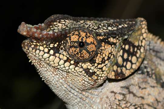 Image of Short-horned Chameleon