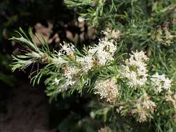 Image of Grevillea crithmifolia R. Br.