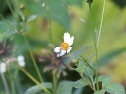 Image of hairy beggarticks