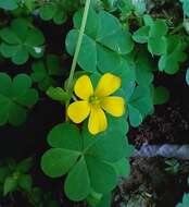 Image of creeping woodsorrel