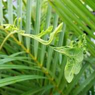 Image of Papaya ringspot virus