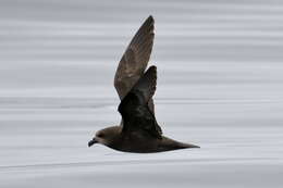 Image of Grey-faced Petrel