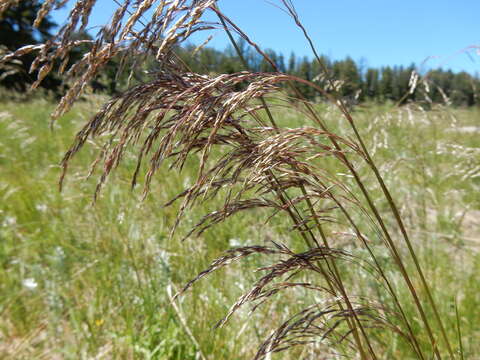 Image of Tufted Hair-grass