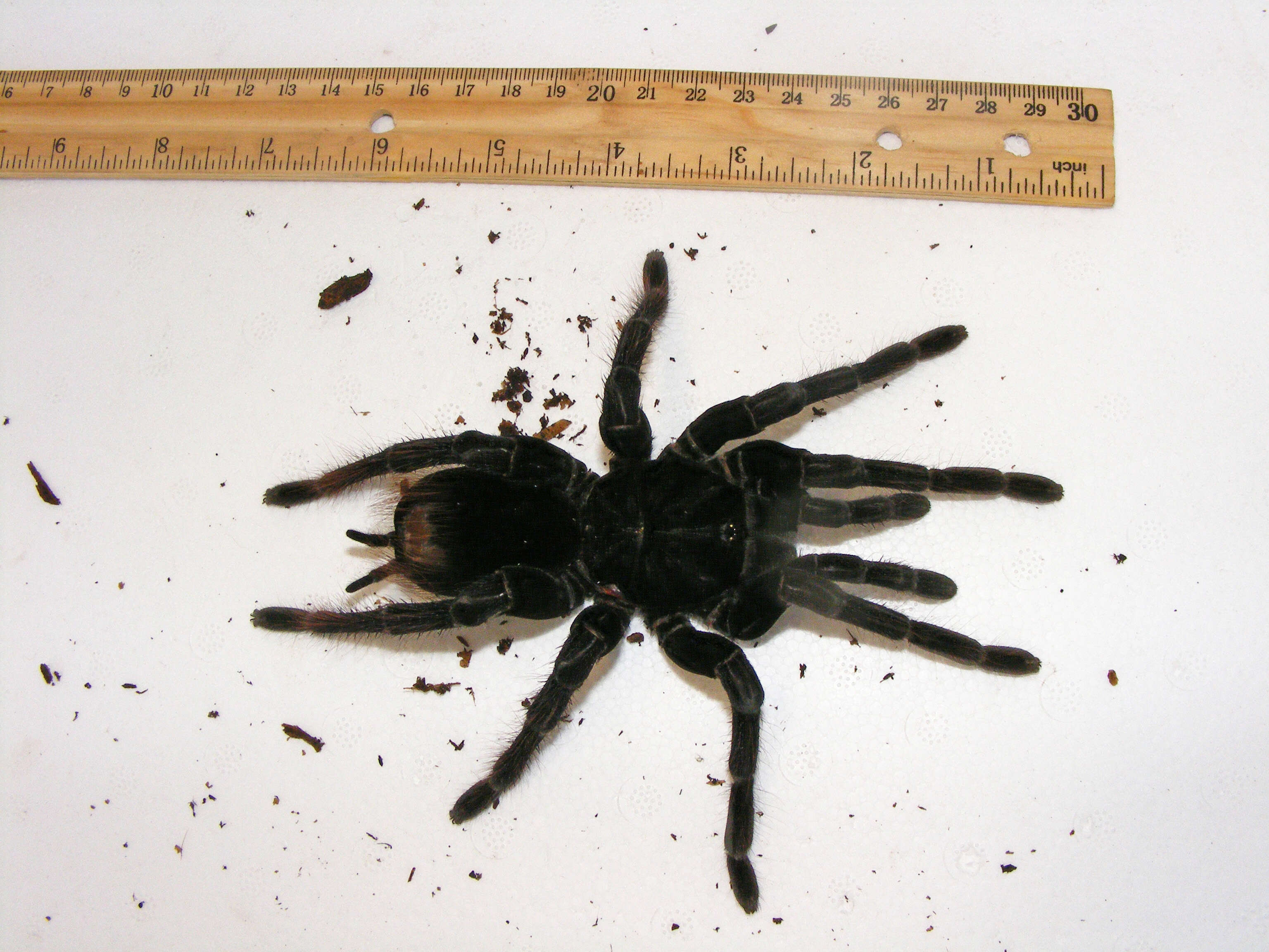 Image of Peruvian Steely Blue Tarantula