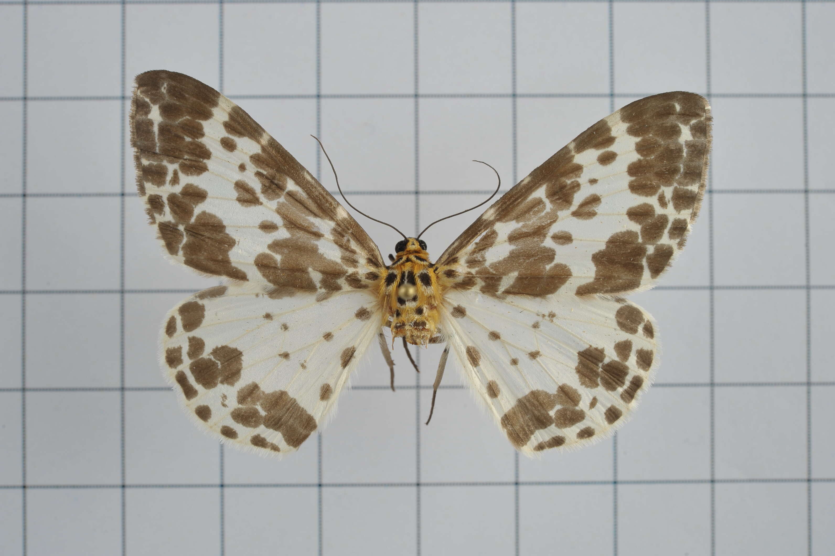 Image of Dilophodes baria