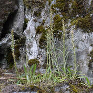 Image of heath cudweed