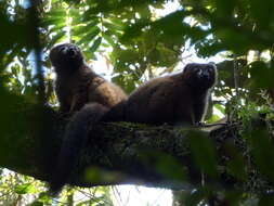 Image of Red-bellied Lemur