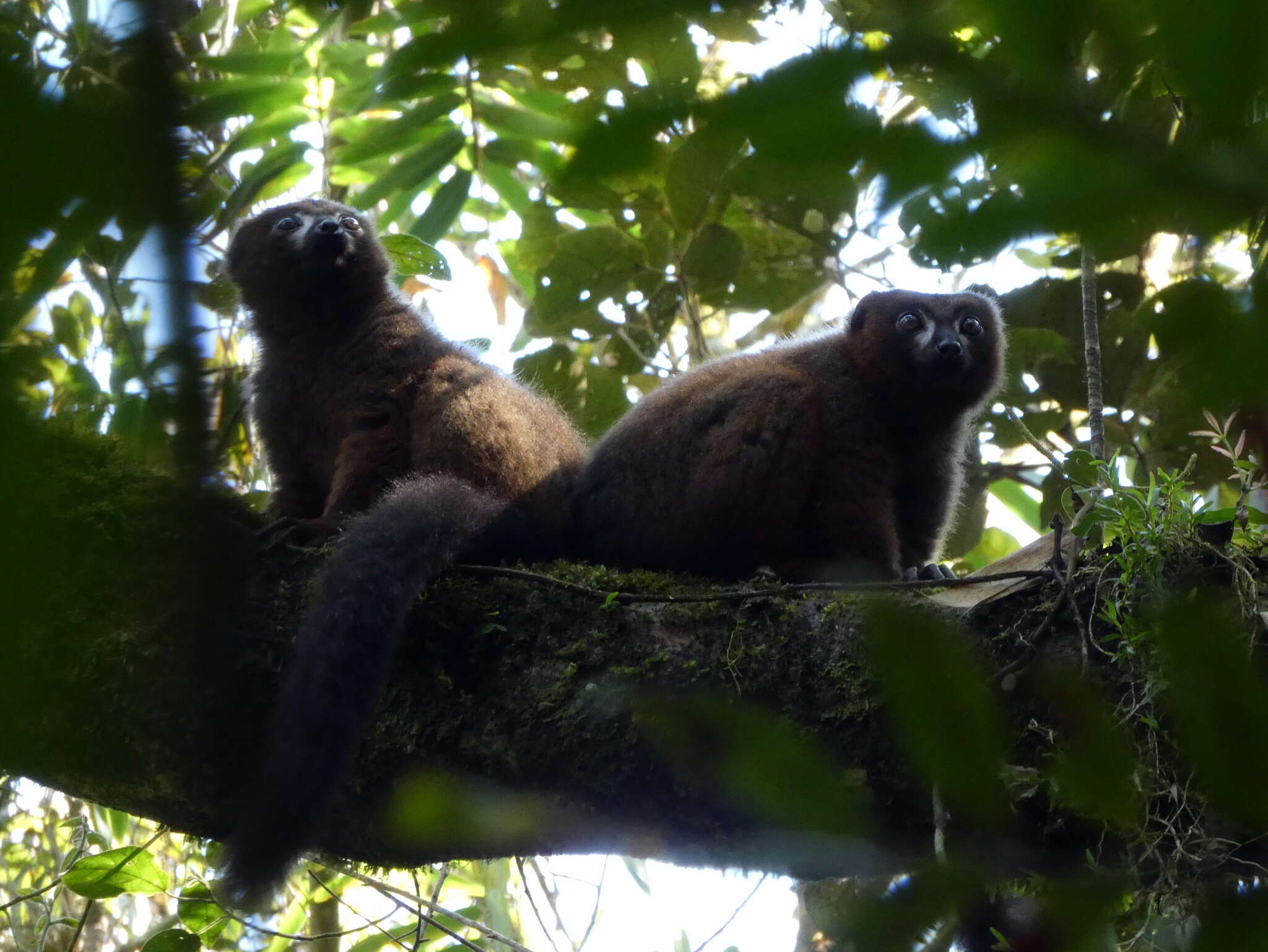 Image of Red-bellied Lemur