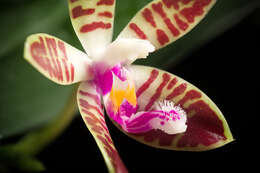 Image of Phalaenopsis corningiana Rchb. fil.