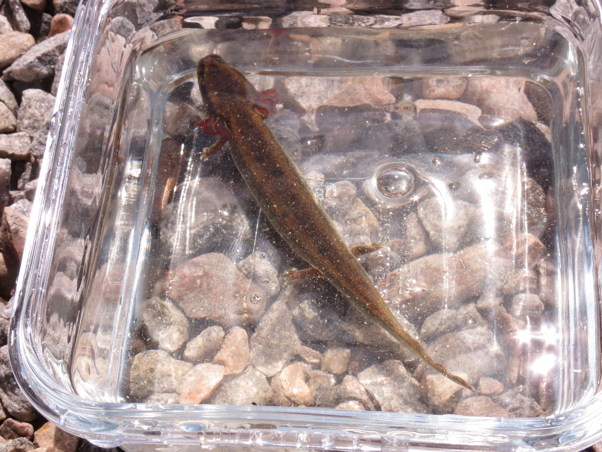 Image of Common mudpuppy