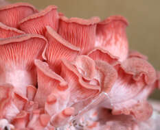 Image of Pleurotus djamor (Rumph. ex Fr.) Boedijn 1959