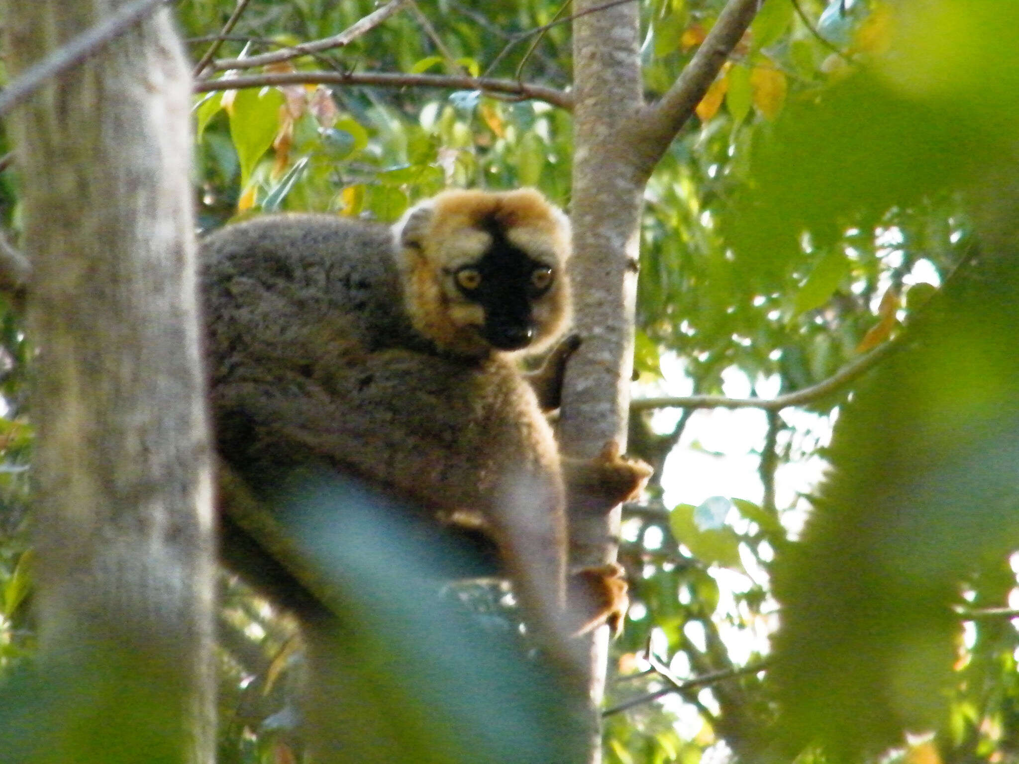 Image of Audebert's Brown Lemur