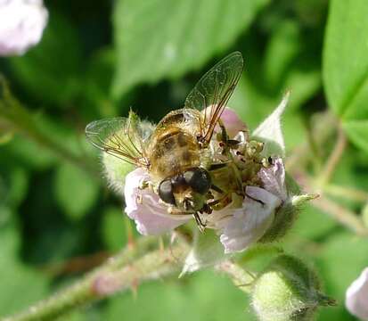 Imagem de Eristalis arbustorum (Linnaeus 1758)