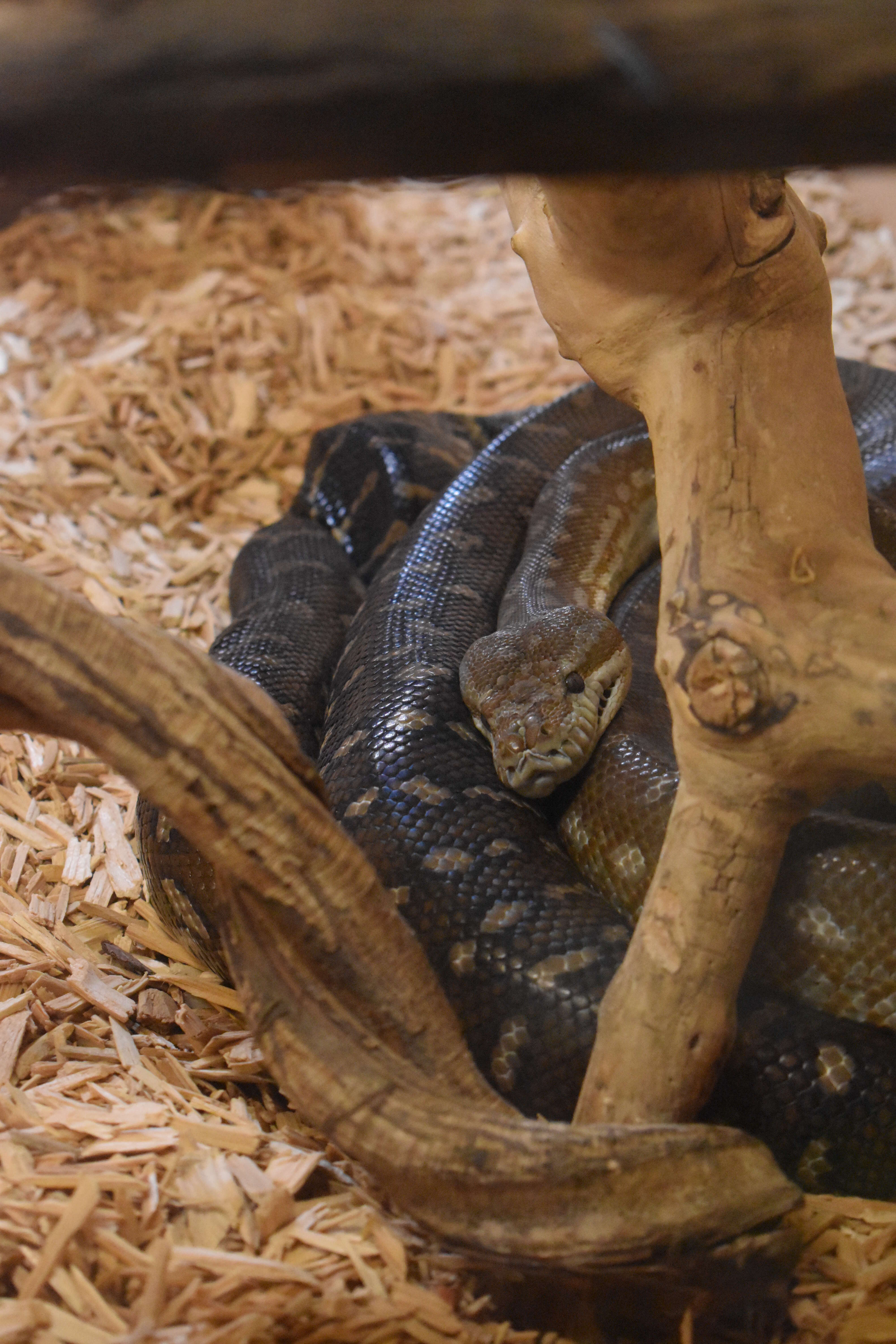 Image of Centralian Carpet Python