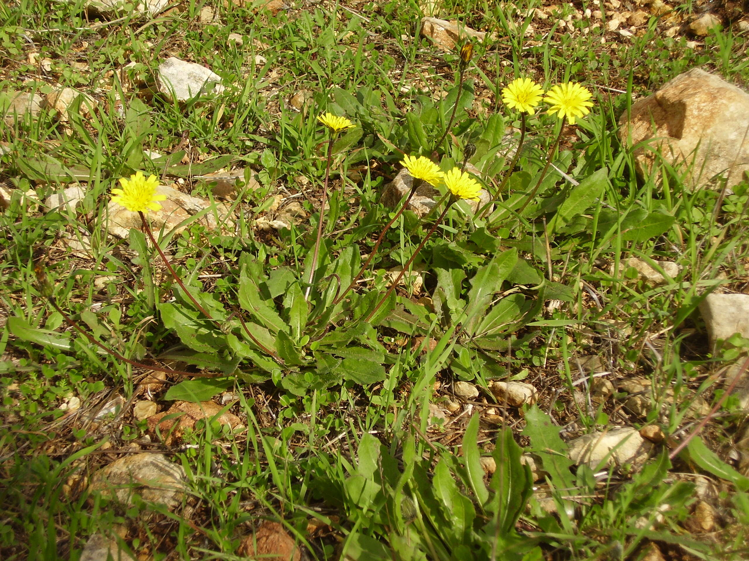 Image of Leontodon tuberosus L.