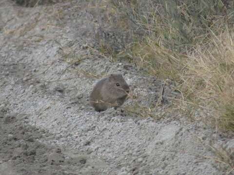 Image of Brazilian Guinea Pig