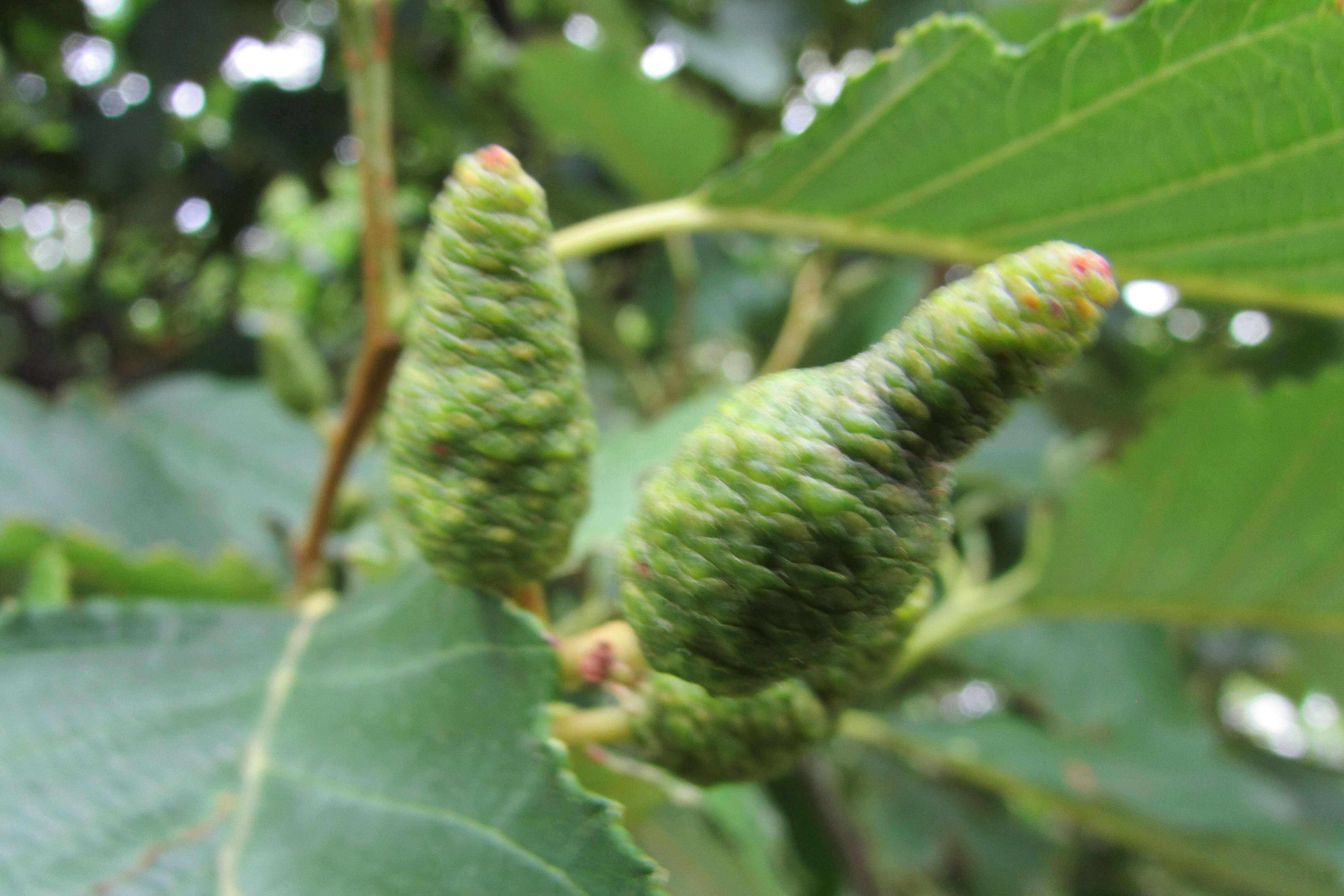 Image of Oregon Alder