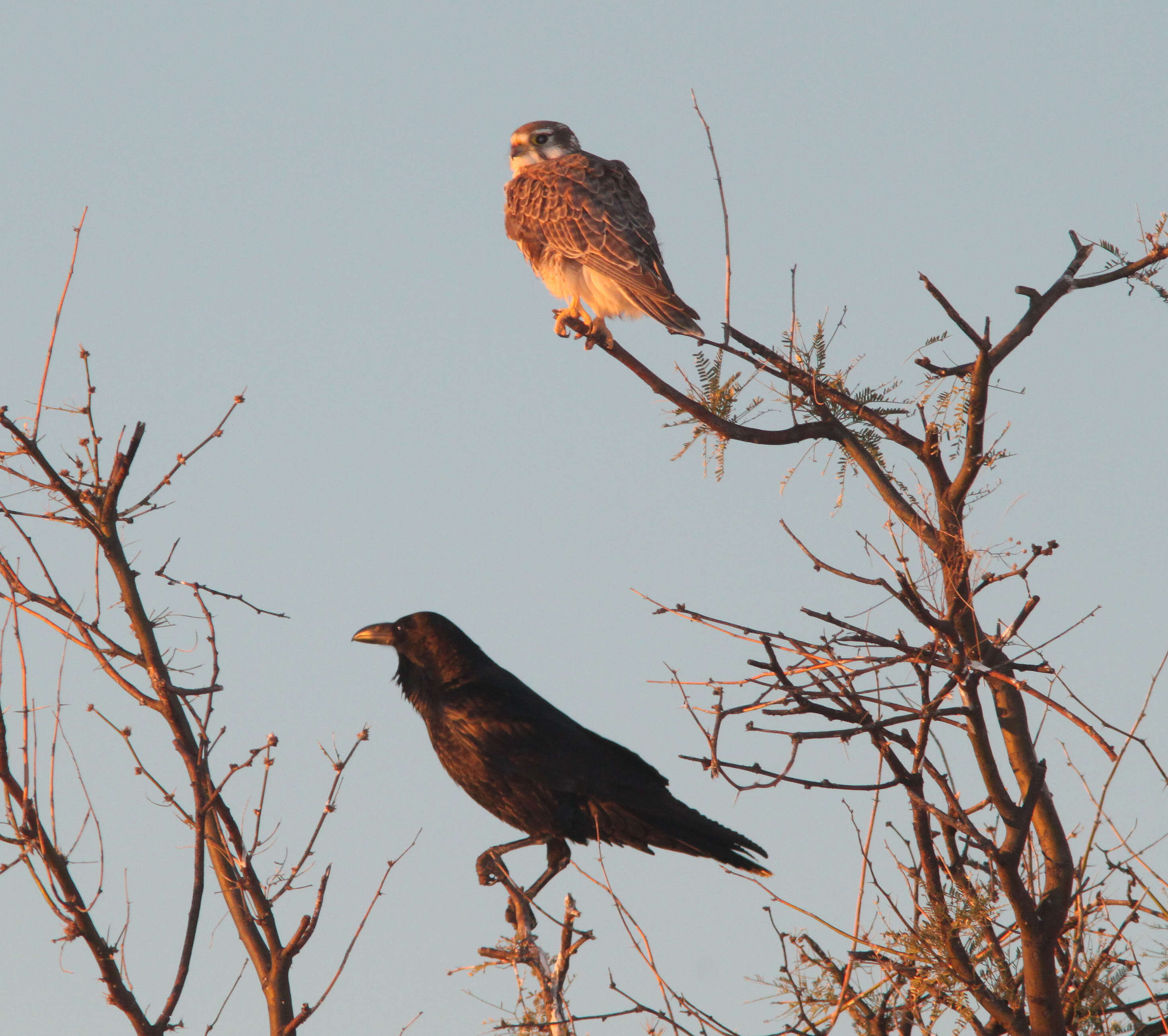 Image of Prairie Falcon