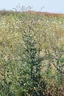 Image of prickly lettuce