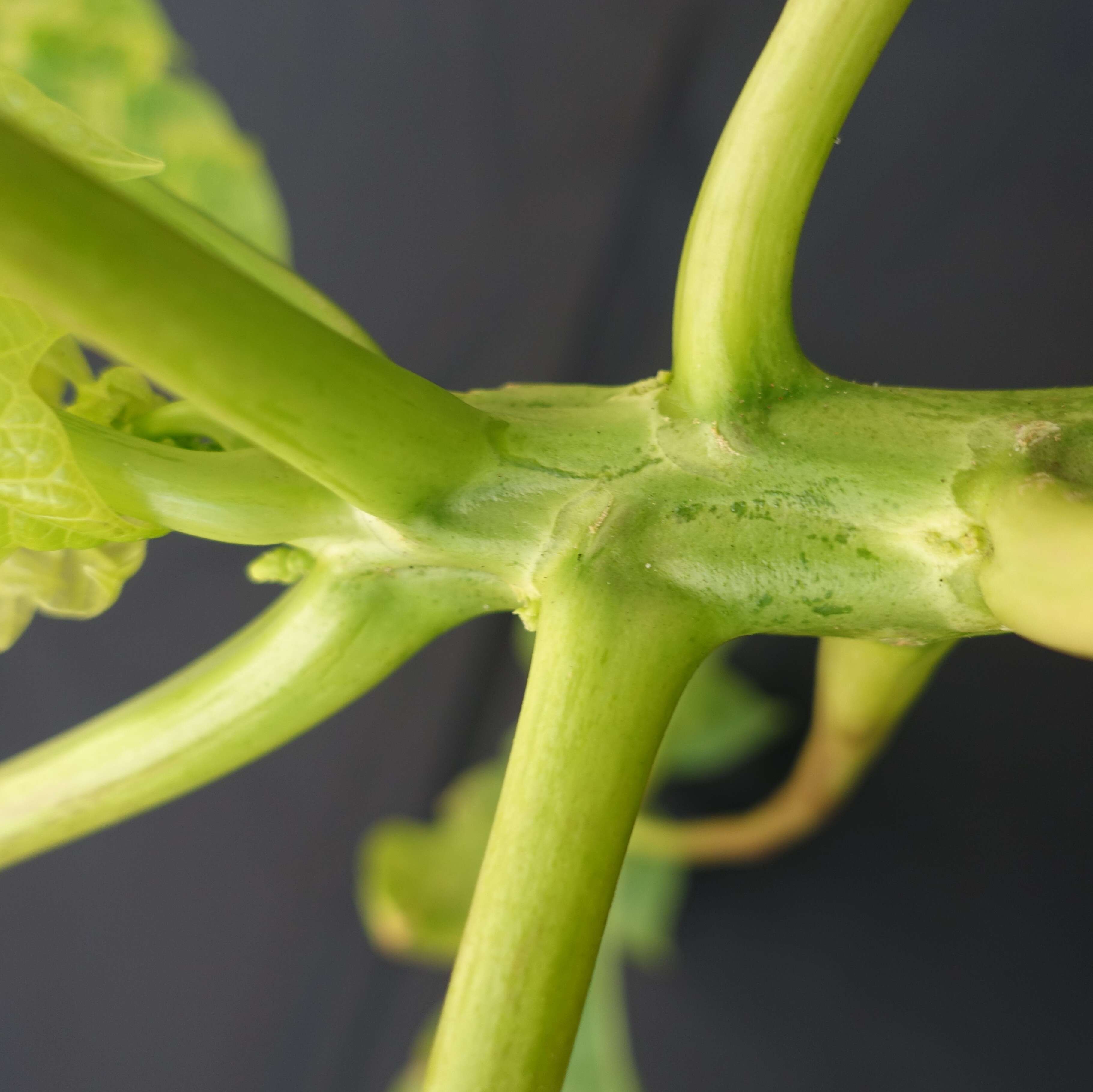 Image of Papaya ringspot virus